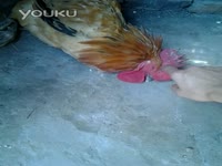 发现像鸡巴一样的树木_17173游戏视频