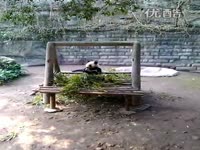 武汉 功夫熊猫 捕杀蓝孔雀_17173游戏视频