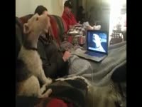 小公狗与大母狗<em>交配</em>真困难- -_17173游戏视频