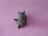 超威蓝猫_17173游戏视频