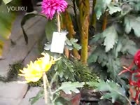 漫步云端 浪漫婚礼大气片头 主题婚礼mv 汤池印