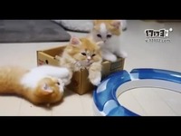 【萌萌小LOLI】河西莉子日记_17173游戏视频