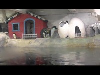 精华视频 杭州极地海洋公园 企鹅走路-游戏视频