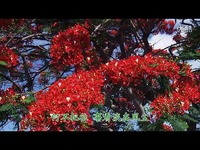 优美的慢四步舞曲欣赏129-缘分五月-慢四步舞