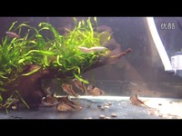 视频特辑 红斜纹群游-鼠鱼_17173游戏视频