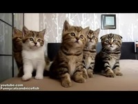 绒绒线<em>马甲</em>(一) 身体部分<em>小熊</em> 兔子 熊猫背心编