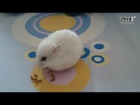 精彩片段 六角恐龙吃红虫1-蝾螈_17173游戏视