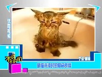视频短片陕西电视台:萌猫洗澡时的郁闷表情都