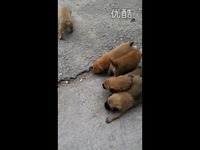 夜色贵族 的狗狗-狗狗 最热视频_17173游戏视
