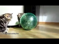 两小猫打架,猫妈妈在旁边看着!太萌了!-搞笑 视