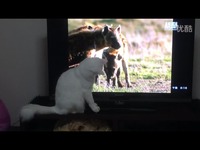 在线观看 二咪看动物世界-猫咪看电视_17173游