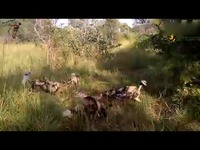 非洲野狗吃鹿动物世界-游戏 精华视频_17173游