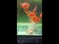 红尾鲶(招财猫)吃鹦鹉鱼-游戏视频 最新_17173