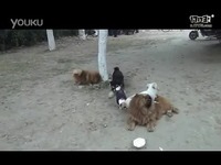 哪里有卖捕狗药原料_