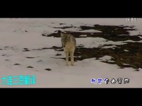 炸鸡和啤酒 韩信 最新网络伤感歌曲 爱情歌曲D