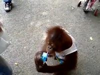 熊孩子和猴子抢奶喝 高清(360P)-游戏视频 高清