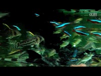 大缸混拍留念-鼠鱼 视频特辑_17173游戏视频