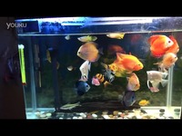 辑 七彩,埃及,一眉,鹦鹉,三间鼠,非洲王子混养!-