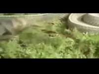 热播内容 蛇片-恐怖的动物视频 蛇吃蛇 最新热