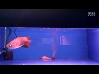 热点视频 霸王超血红龙鱼-V308-霸王超血红龙