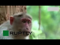 印度猴子吊炸天,放羊不输牧羊犬_高清-视频 片