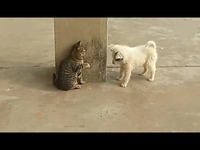高清在线观看 爆笑猫狗大战.mp4-视频_17173