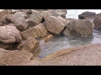 西澳岛的海水声与鸟鸣声-钓鱼 热门短片_1717