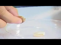 观察<em>种子</em>的结构-