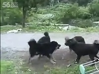 难得一见的藏獒打架!杜高犬vs藏獒 名獒视频-藏