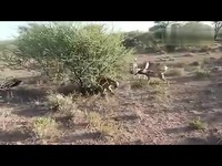 超清视频 野狗攻击桑珀尔鹿和鬣狗-视频_1717