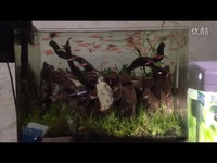 群养鱼 红斑马鱼 草缸 冷水鱼-视频 焦点内容_1