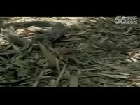 在线观看 动物世界眼镜蛇吃蛇 人与自然!-视频