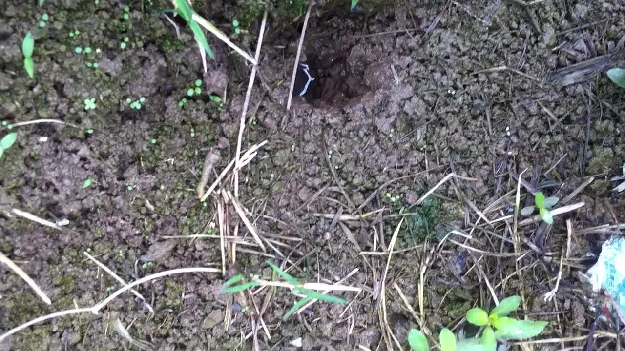 巢湖健王水水产养黄鳝养鱼养虾-免费在线观看