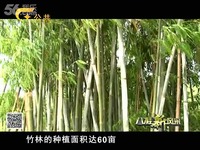 广西电视台公共频道《八桂新风采》--南宁绿坤