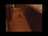 经典视频 精选搞笑-20131125-急着跟<em>妹纸</em>一起