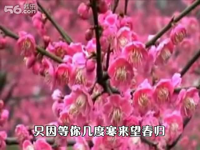 梅花泪原唱