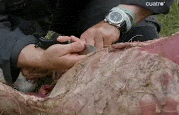 最囧福利搞笑gif之那个食物链顶端的男人_游戏八爪